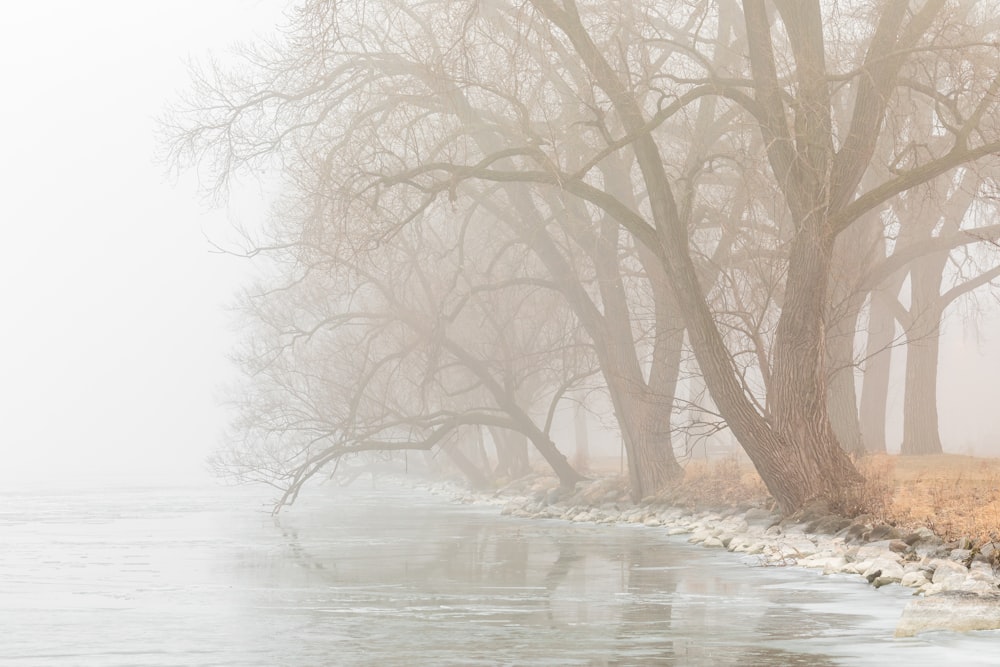 trees near lake