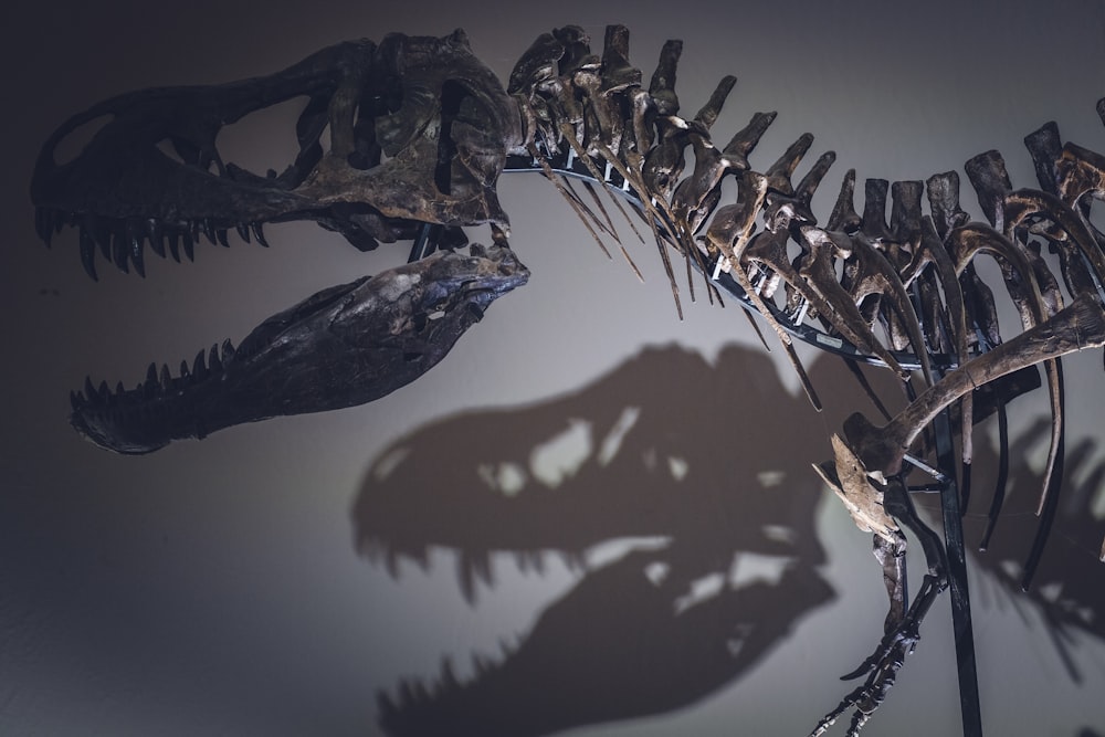 brown T-Rex skeleton