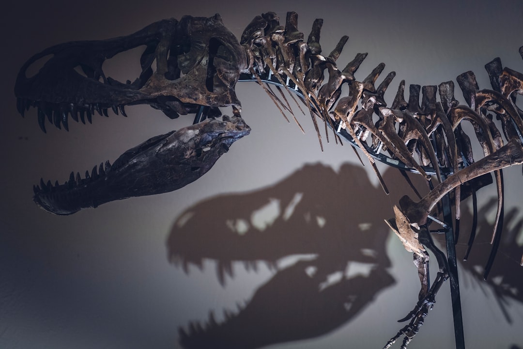 T. rex dinosaur skeleton. Made with Canon 5d Mark III and loved analog lens, Leica APO Macro Elmarit-R 2.8 100mm (Year: 1993)