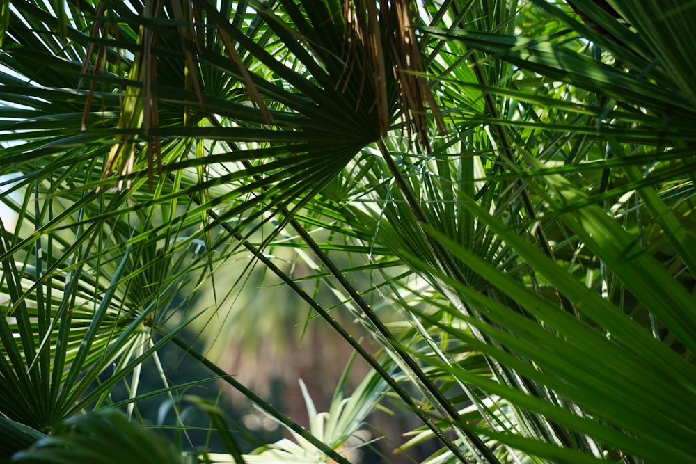 green fan palm plant