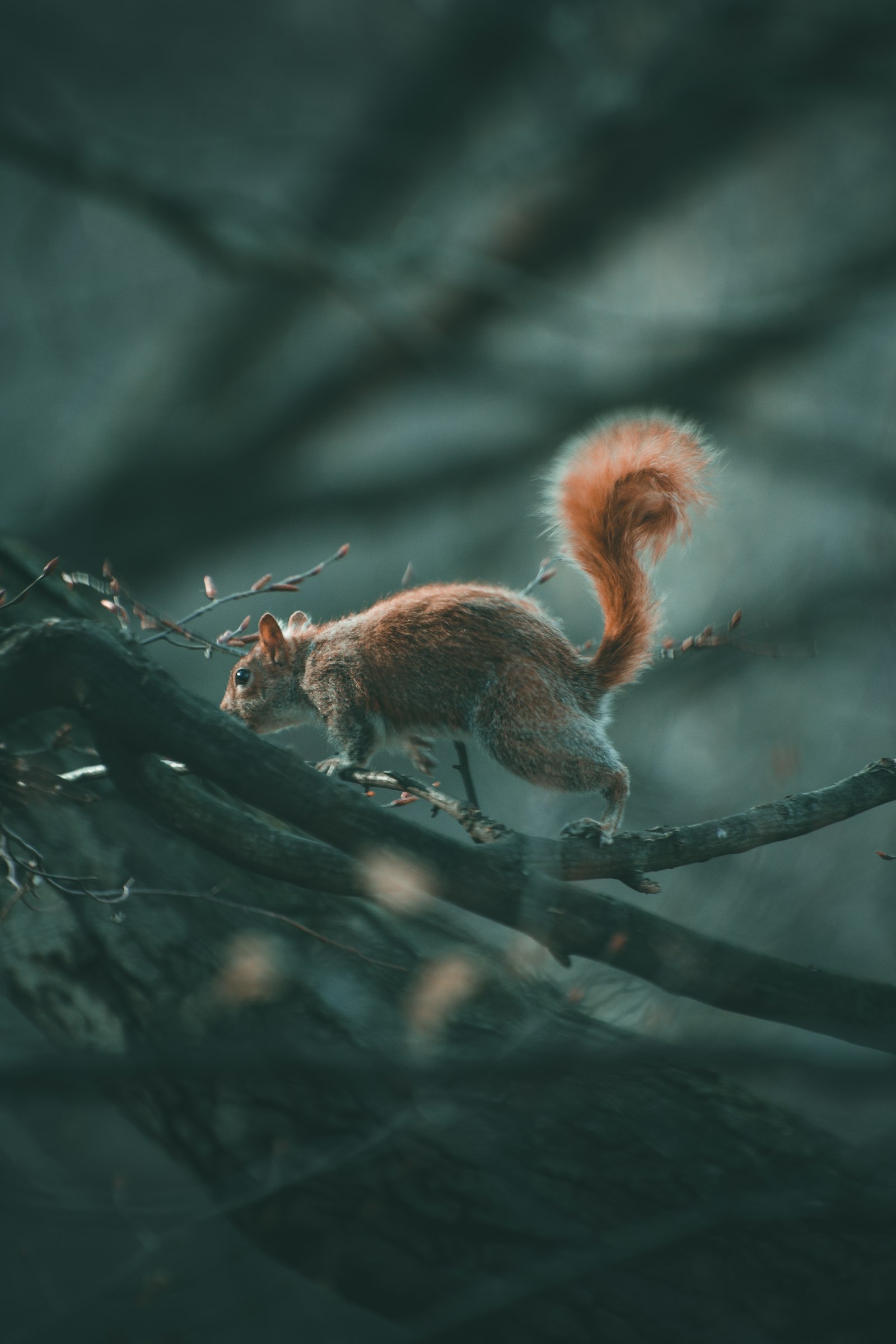 Nikon D3400 + Nikon AF-S Nikkor 70-300mm F4.5-5.6G VR sample photo. Brown squirrel on branch photography