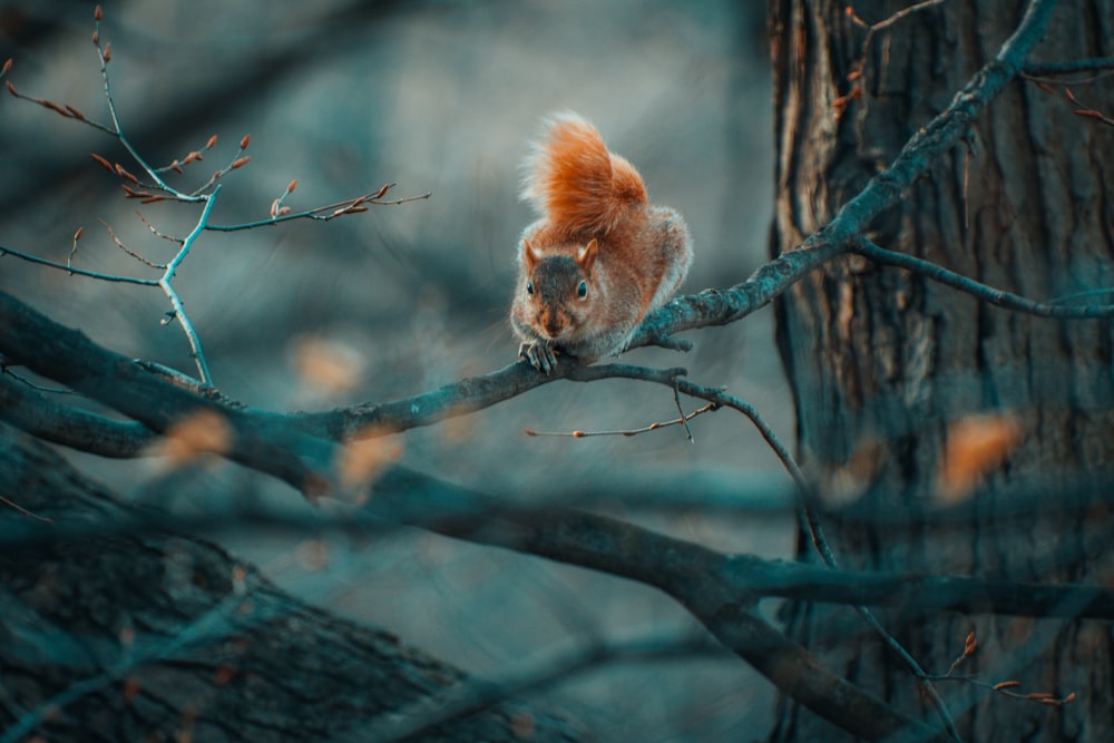 red squirrel on branch