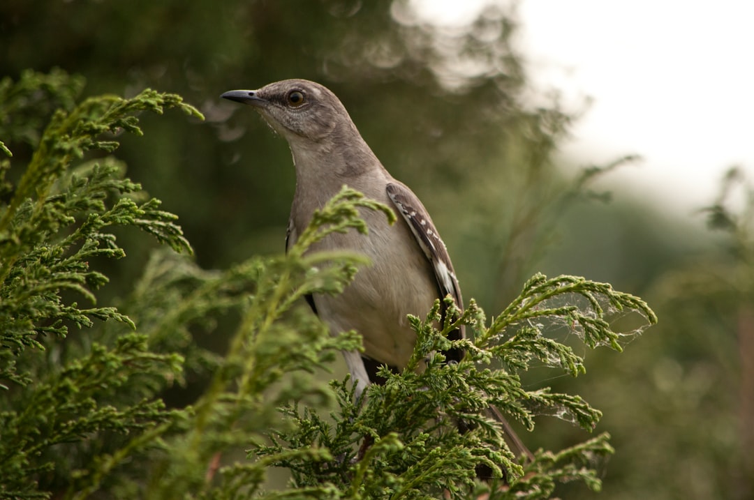 gray bird