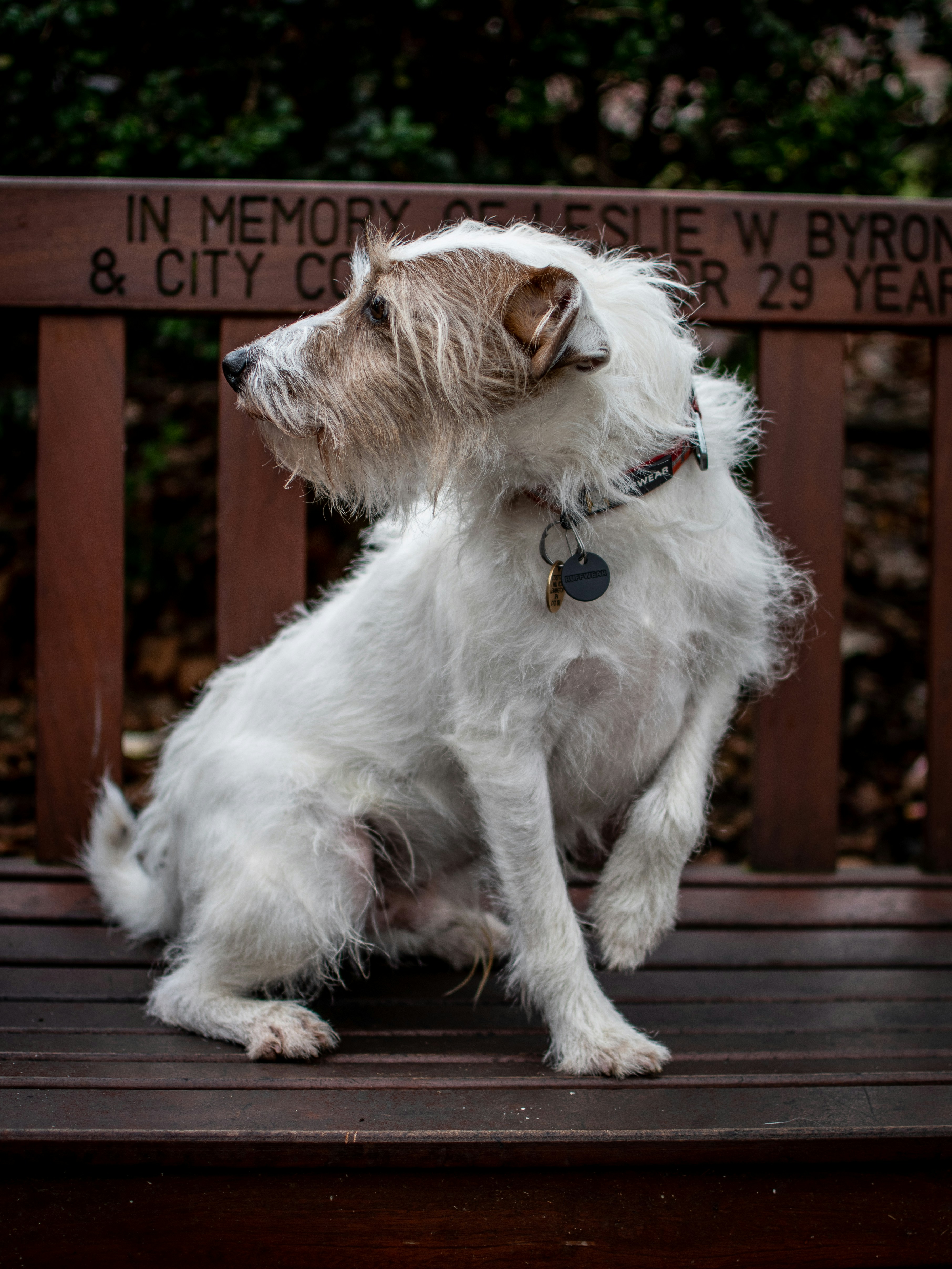 selective focus photography of short-coated white dog on brown bench