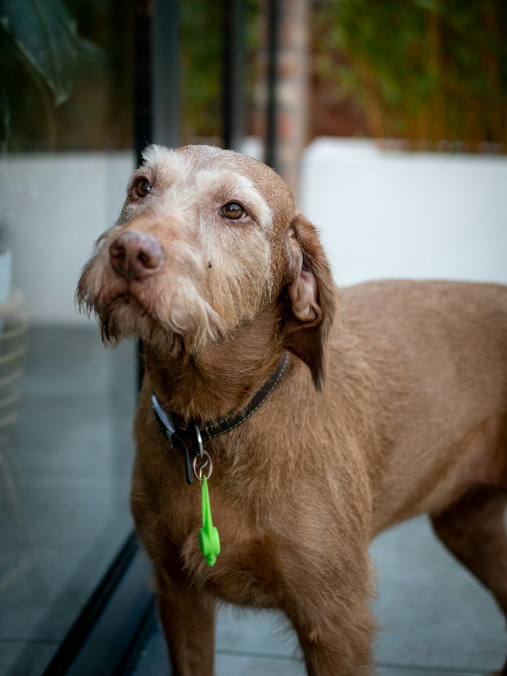 adult brown pudelpointer dog
