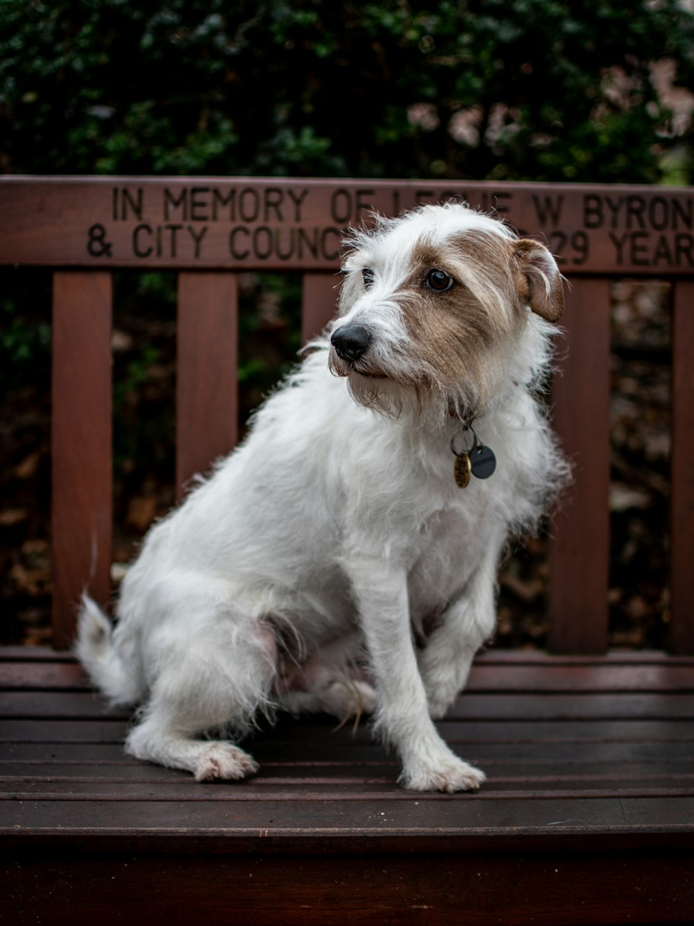 木製のベンチにミディアムショートコートの白と茶色の犬