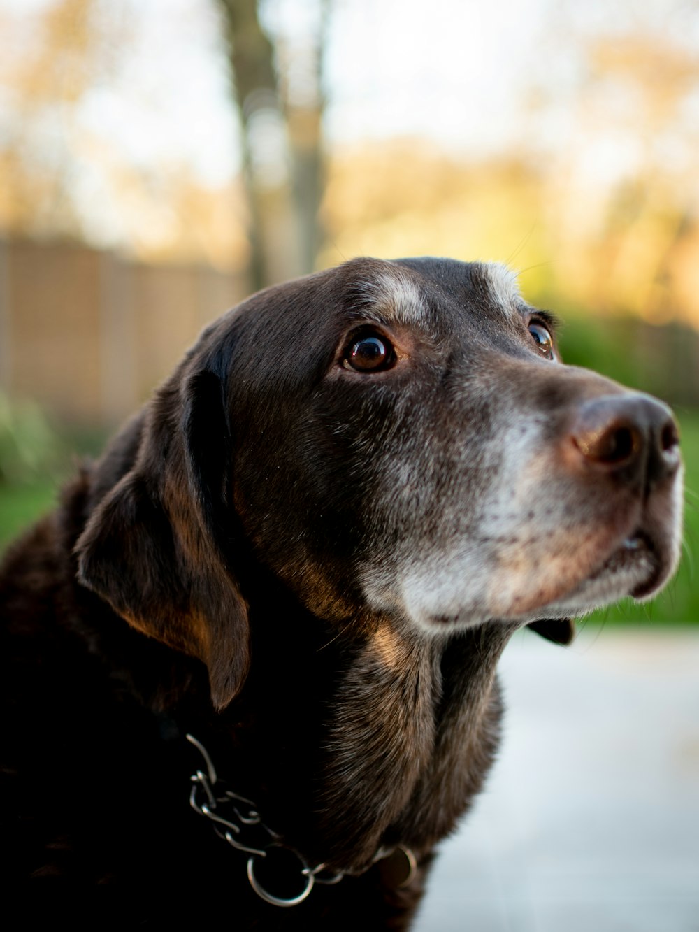 a close up of a dog looking off into the distance