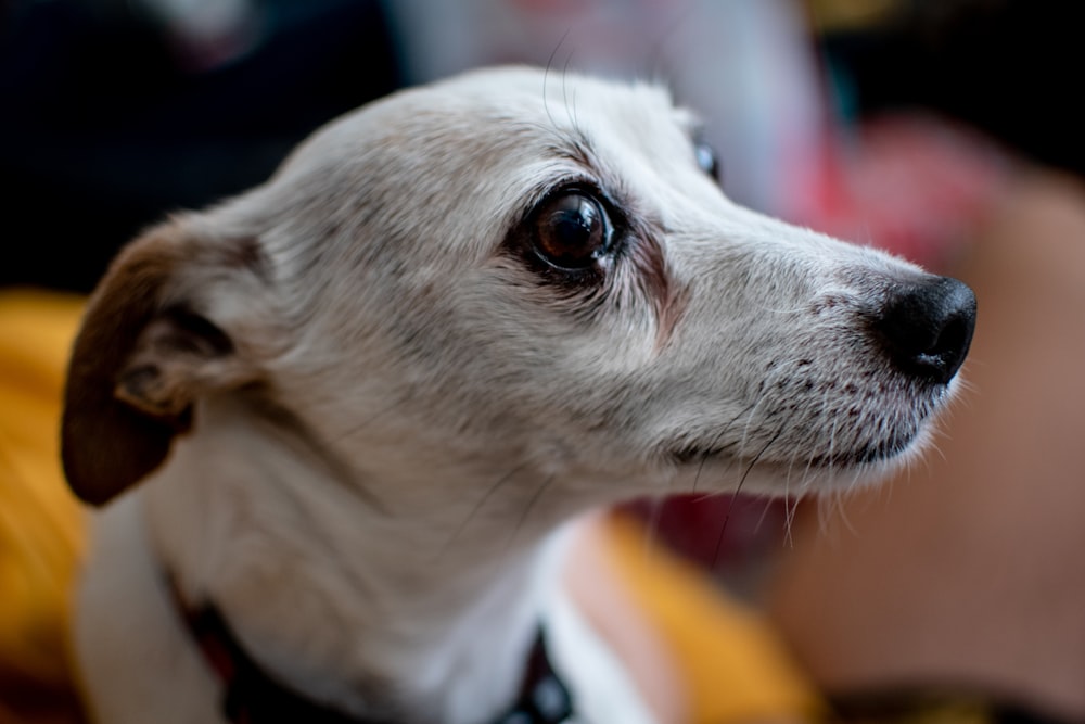 filhote de cachorro branco de pelo curto