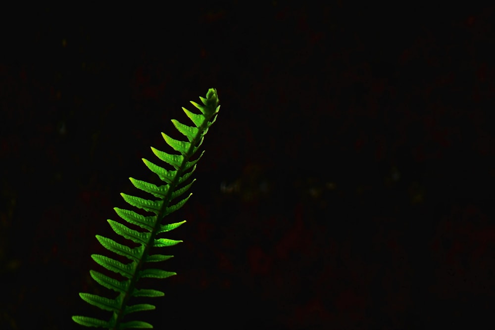 green fern plant