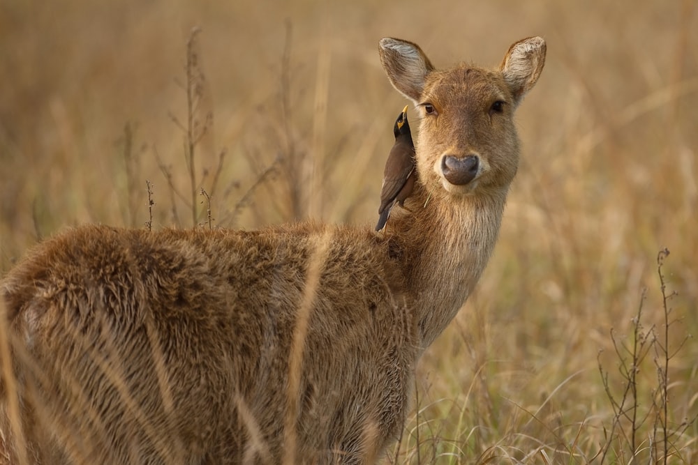 bird perched on deer's neck on grass field