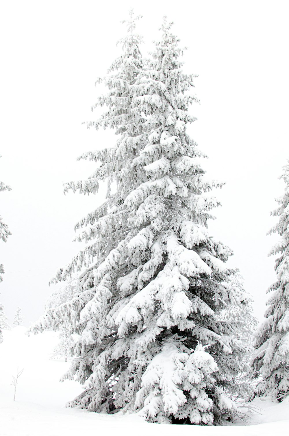 two snow-covered trees