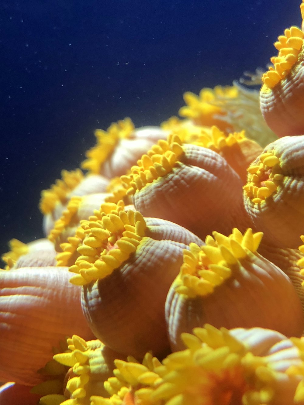 a close up of a sea anemone under water