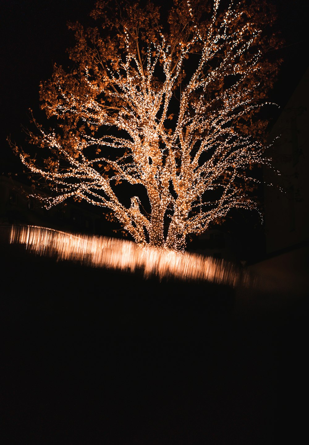 lighted tree during night time