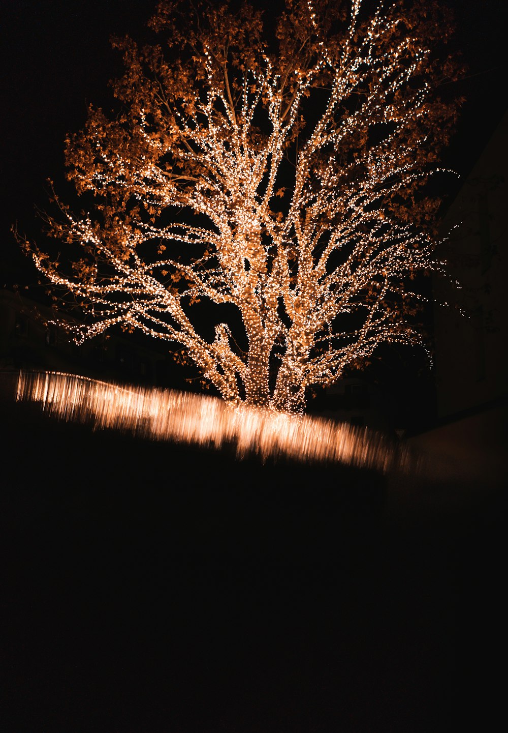 albero illuminato durante la notte