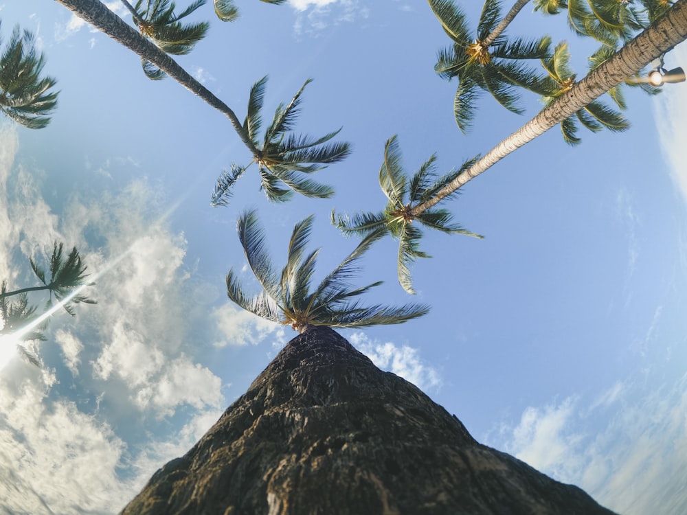 low-angle photography of coconut trees under a calm blue sky
