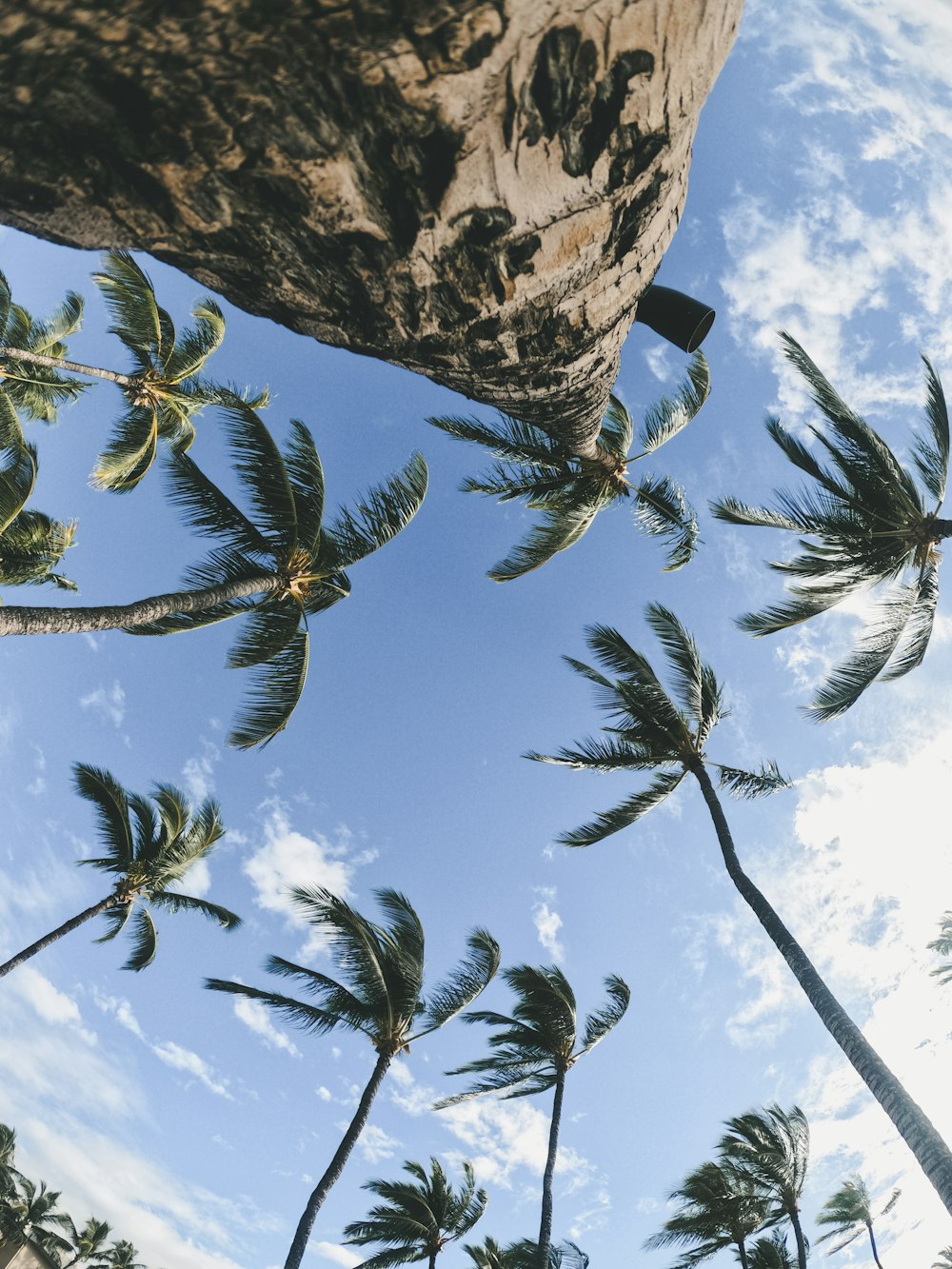 low-angle photography of coconut trees