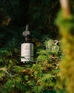A bottle of hemp oil CBD drops rests amidst lush green foliage, illuminated by natural sunlight. The label features a logo with text and the bottle is fitted with a black dropper cap.