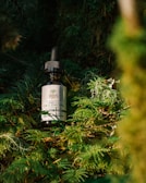 A bottle of hemp oil CBD drops rests amidst lush green foliage, illuminated by natural sunlight. The label features a logo with text and the bottle is fitted with a black dropper cap.