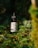 A bottle of hemp oil CBD drops rests amidst lush green foliage, illuminated by natural sunlight. The label features a logo with text and the bottle is fitted with a black dropper cap.