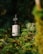 A bottle of hemp oil CBD drops rests amidst lush green foliage, illuminated by natural sunlight. The label features a logo with text and the bottle is fitted with a black dropper cap.