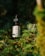 A bottle of hemp oil CBD drops rests amidst lush green foliage, illuminated by natural sunlight. The label features a logo with text and the bottle is fitted with a black dropper cap.