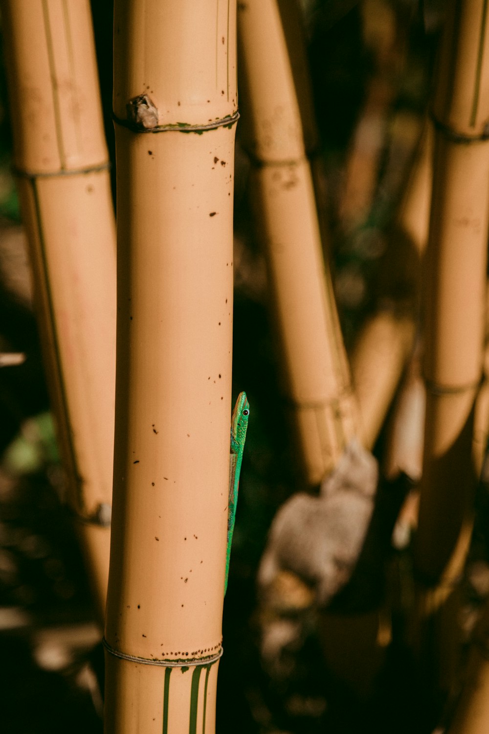 green lizard on bamboo
