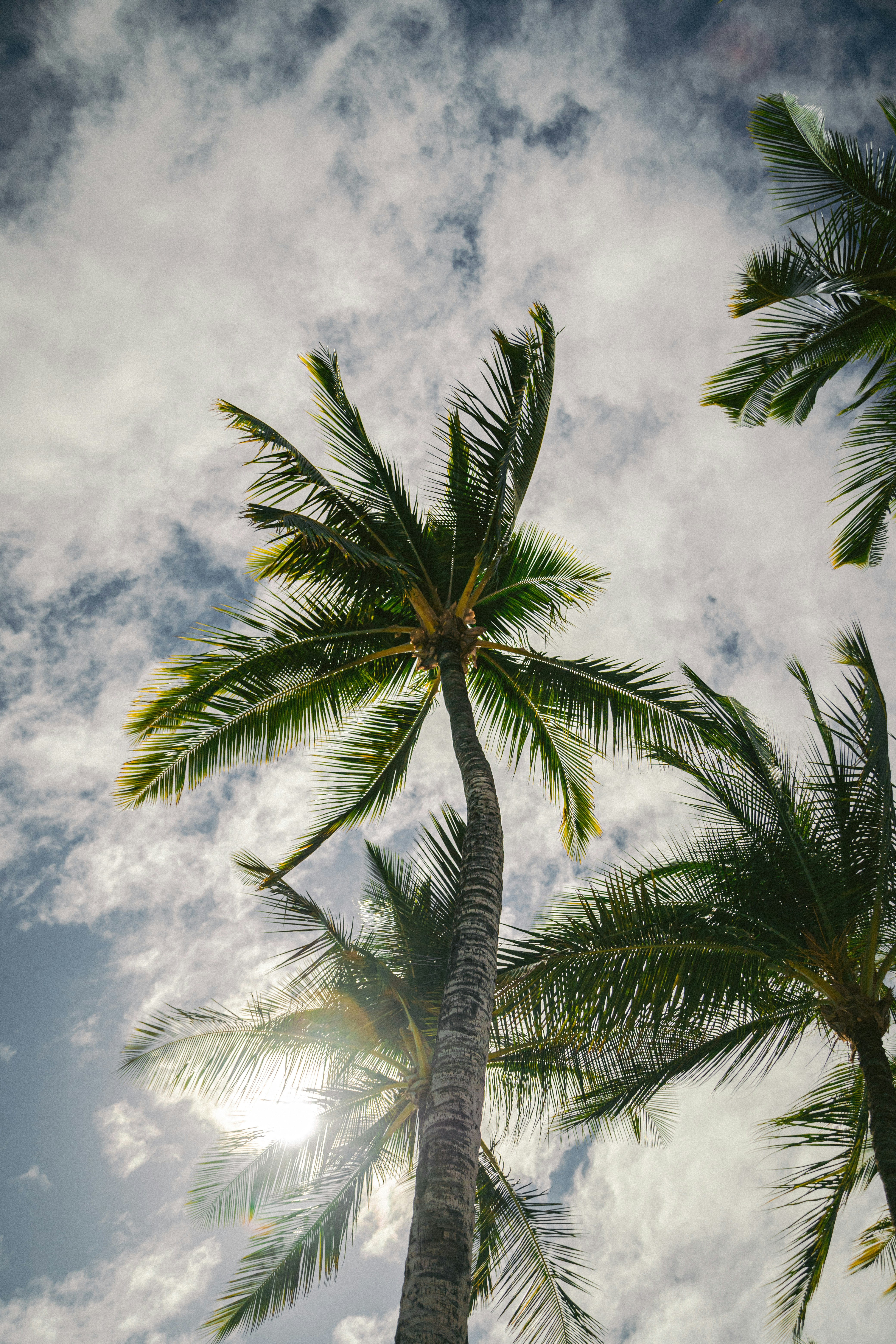 worm view photo of palm trees