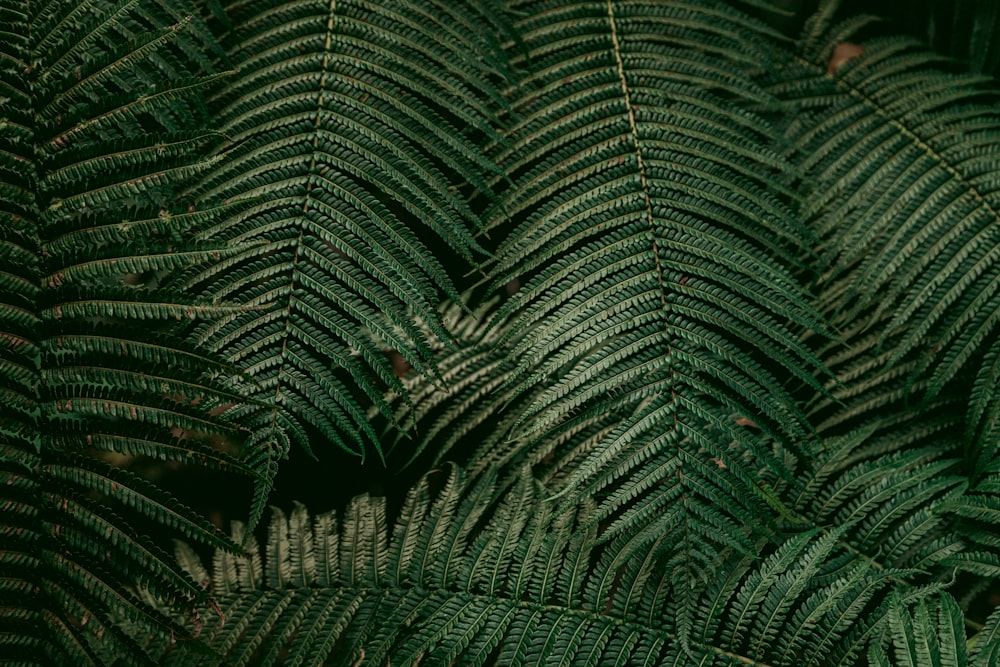 green fern planmts