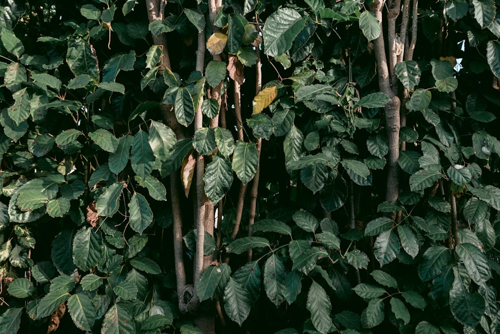 green leaf plants