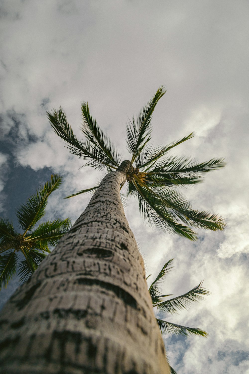 coconut tree