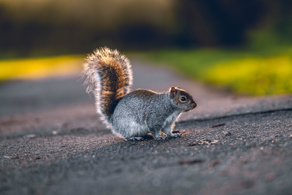 brown squirrel