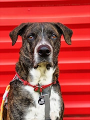 A dog with a brindle coat and a white chest wearing a harness and a red collar stands against a vibrant red corrugated background. The dog has a tag on its collar.
