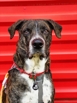 A dog with a brindle coat and a white chest wearing a harness and a red collar stands against a vibrant red corrugated background. The dog has a tag on its collar.
