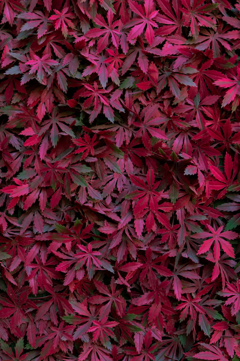 maroon leaves