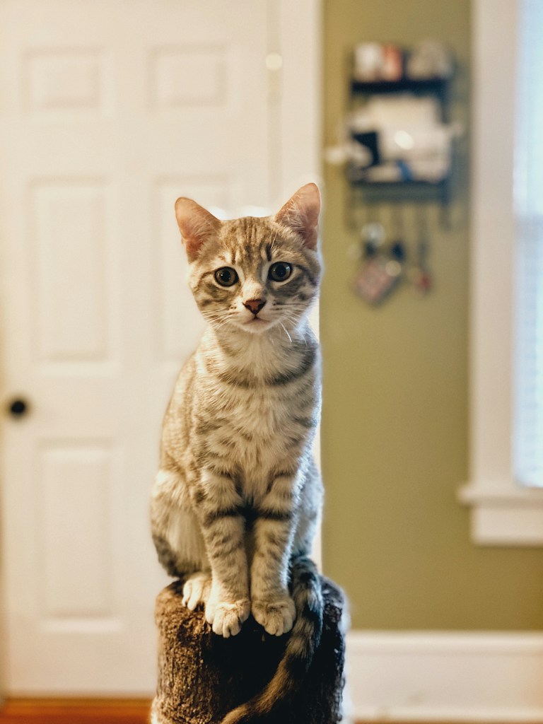 Adult Cat Wellness Food