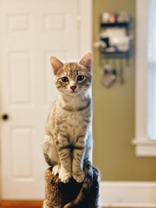Adult Cat Wellness Food