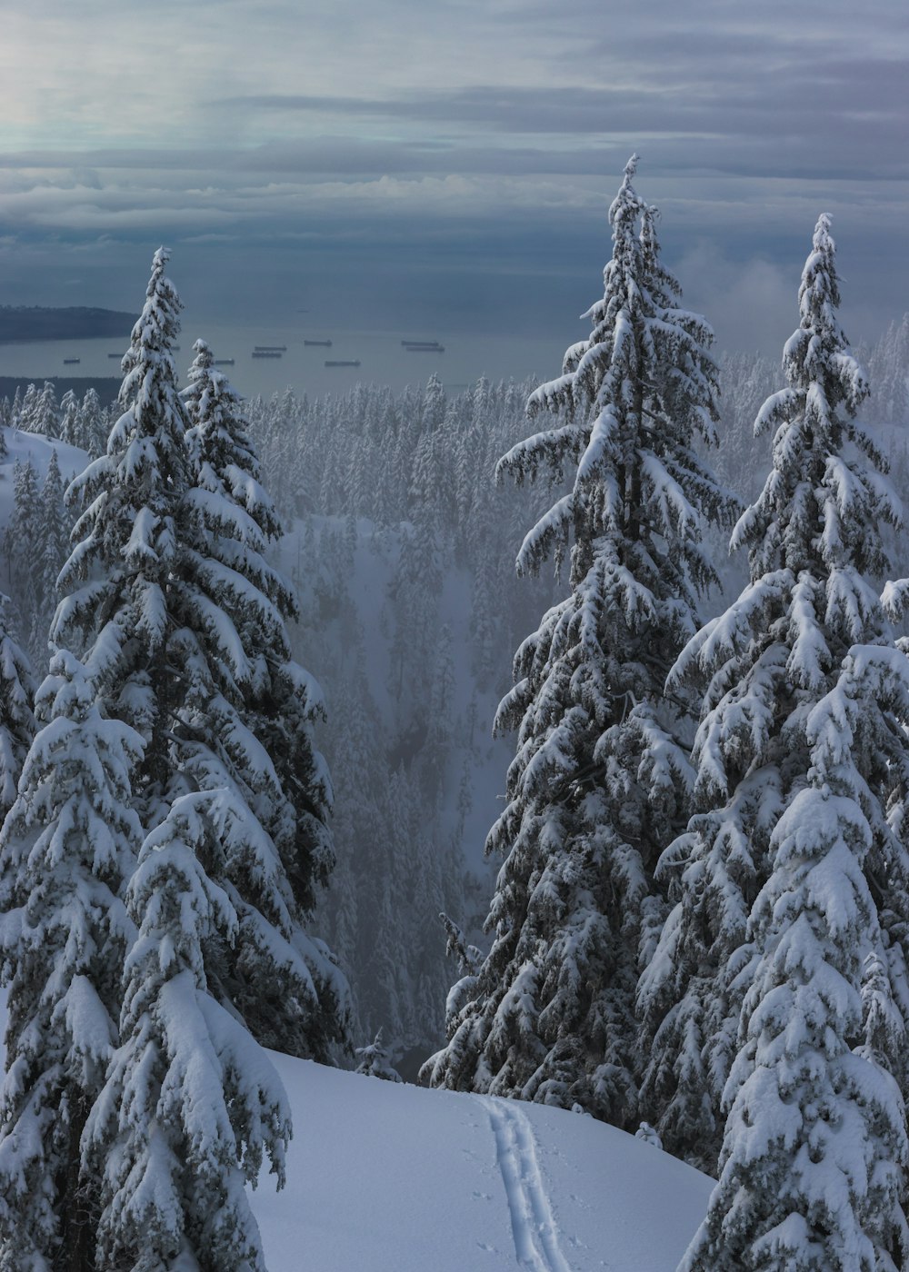 snow covered trees during daytime