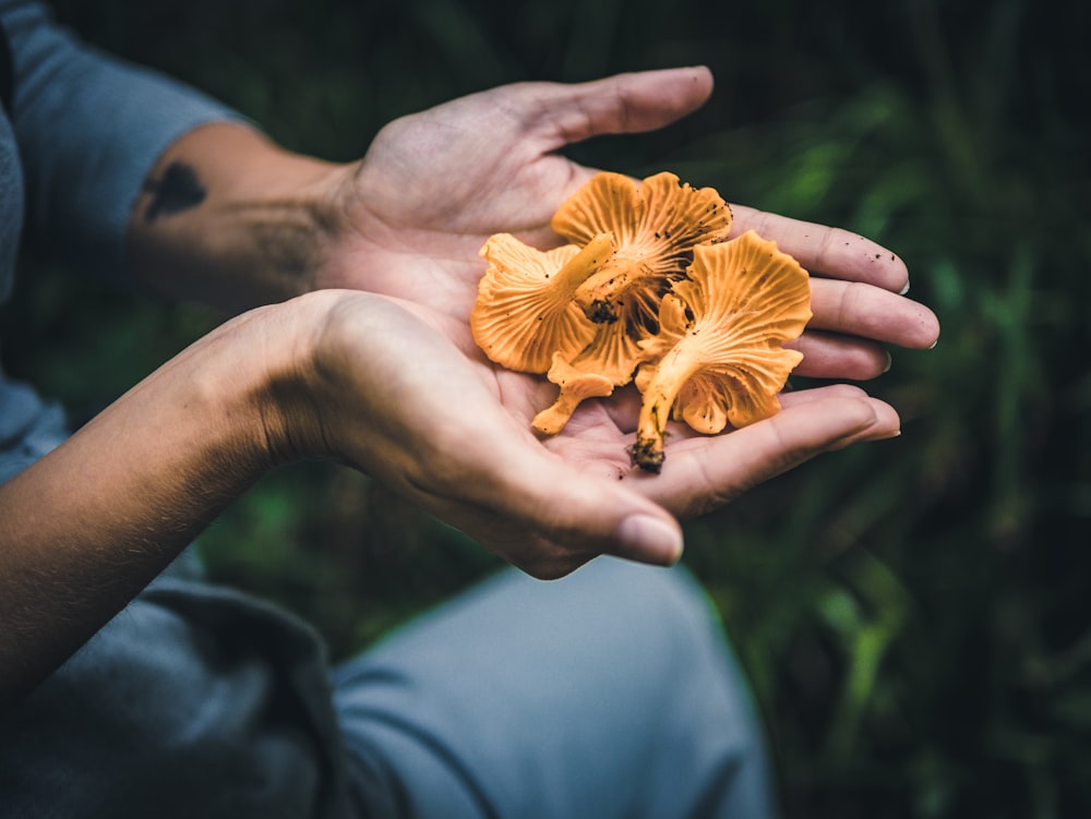 yellow mushrooms