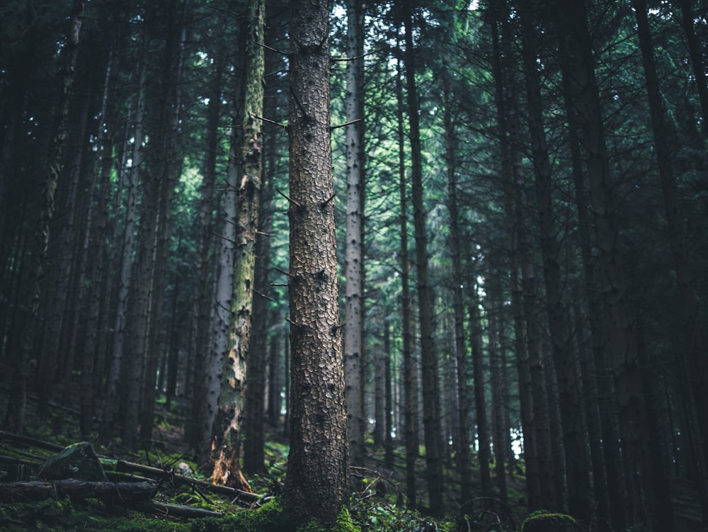 green-leafed trees in the forest during daytime