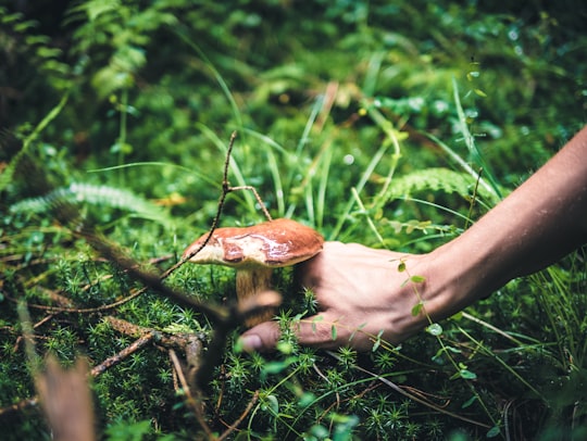 person picking brown mushroom from the ground in Bergisches Land Germany