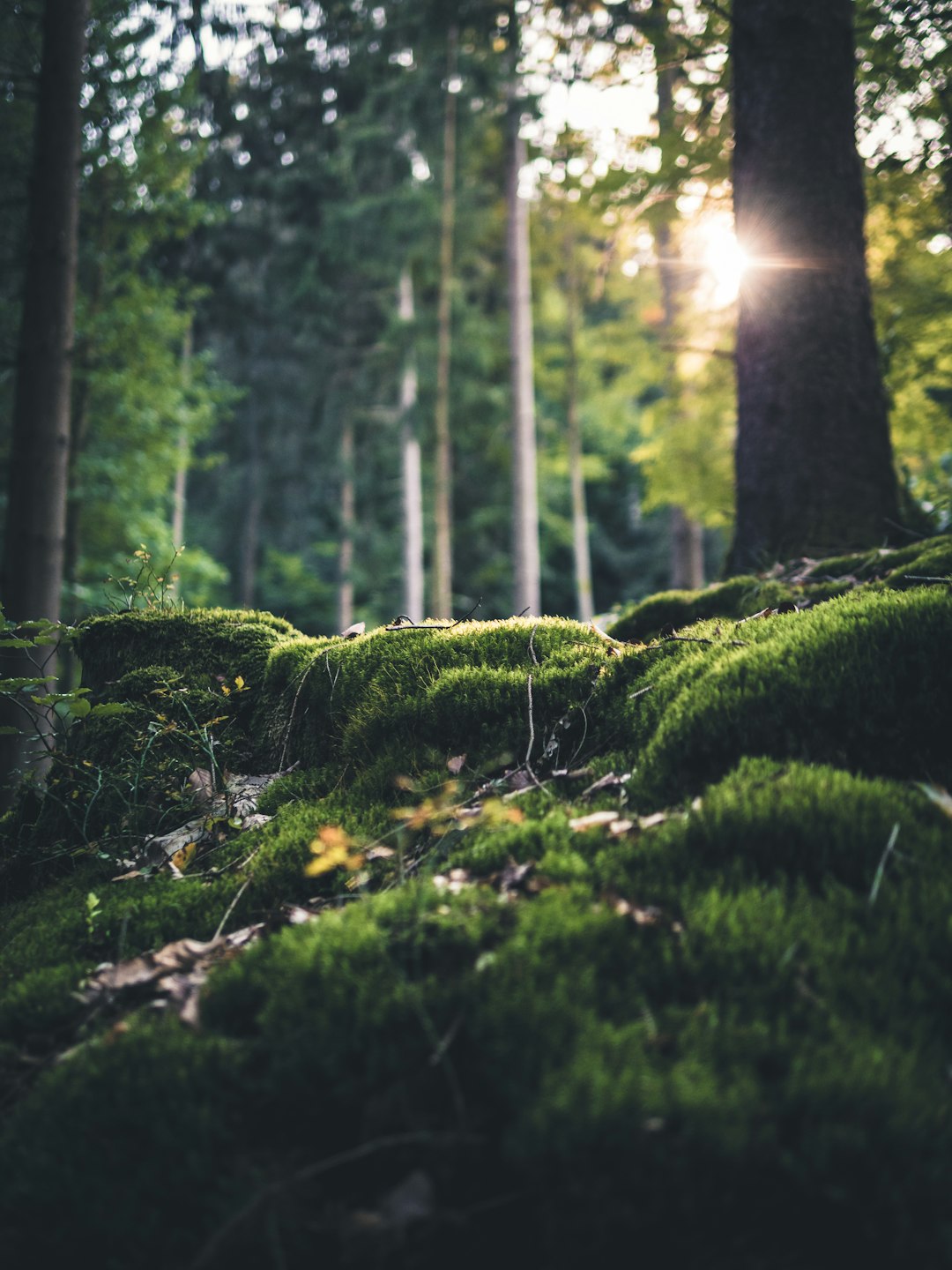 travelers stories about Forest in Black Forest, Germany