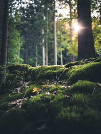 Kimilili Development