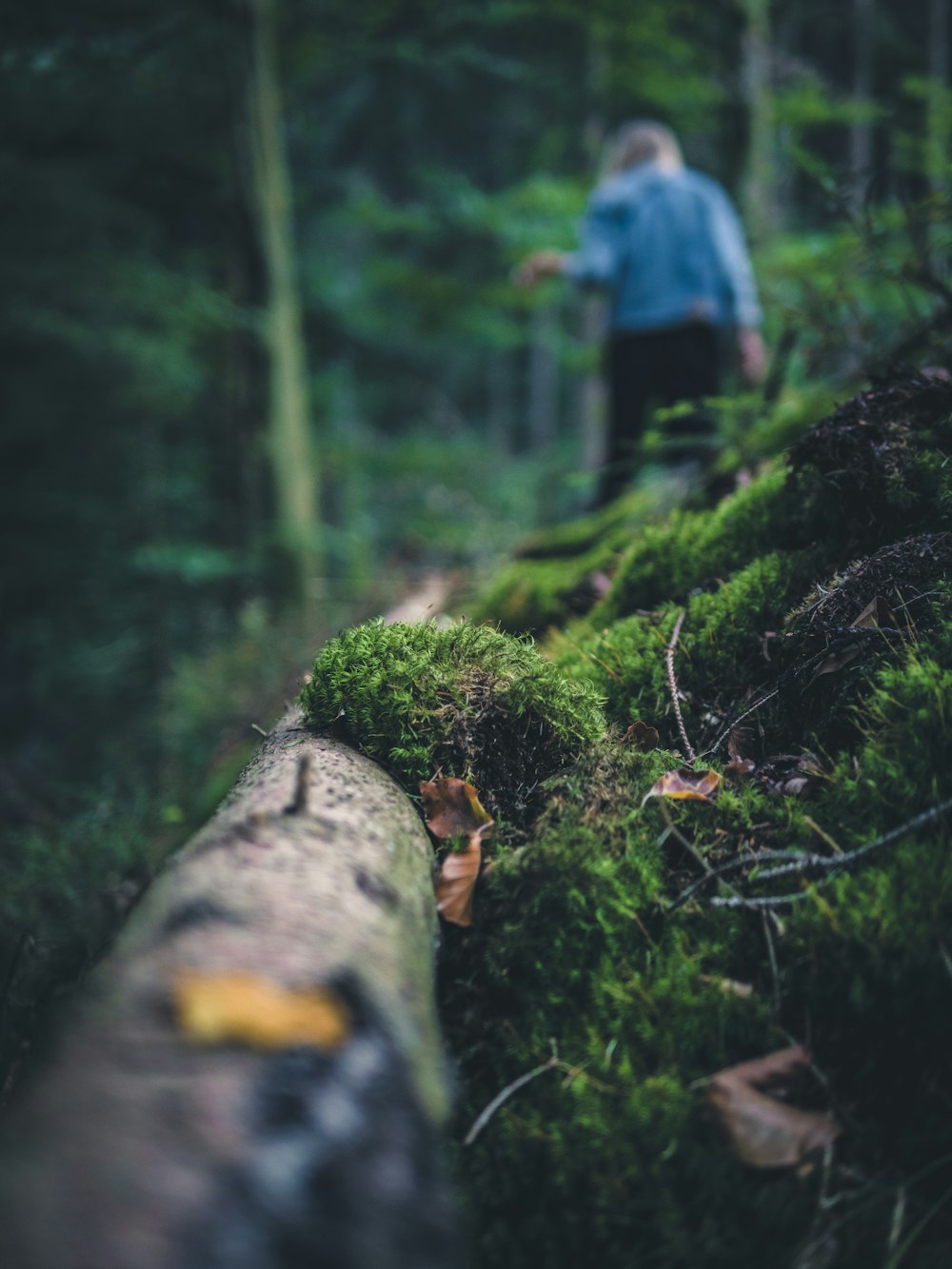 selective focus photography of green moss on tree log