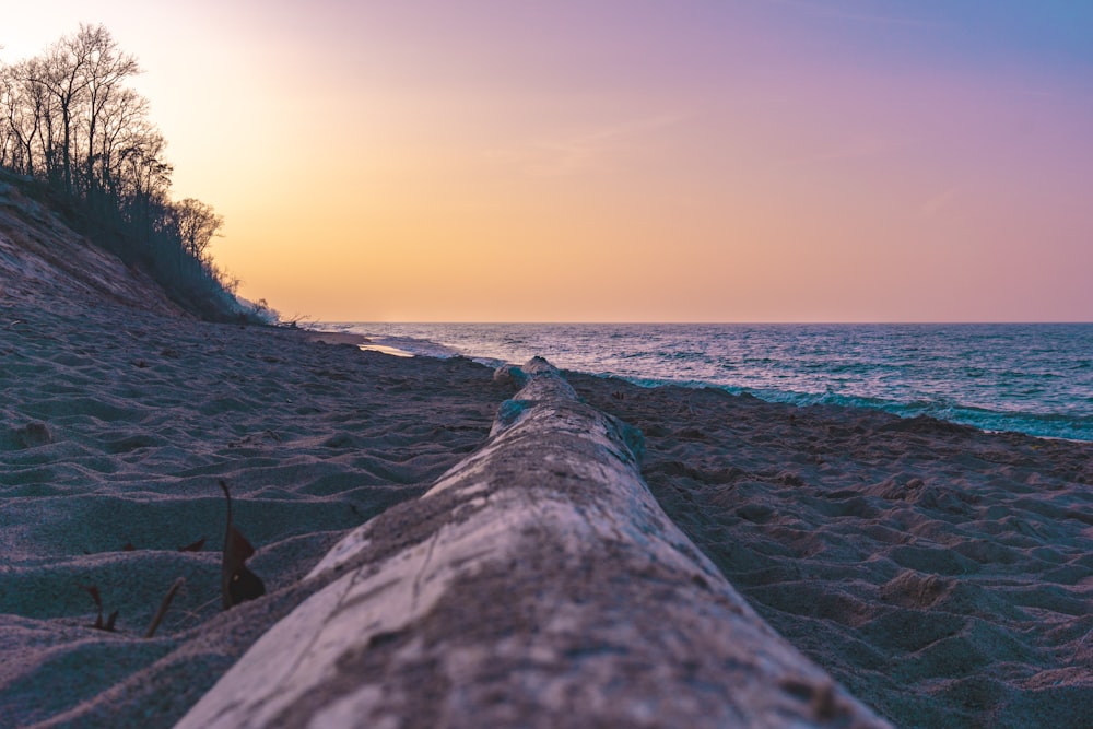tree log by the seashore during golden hour