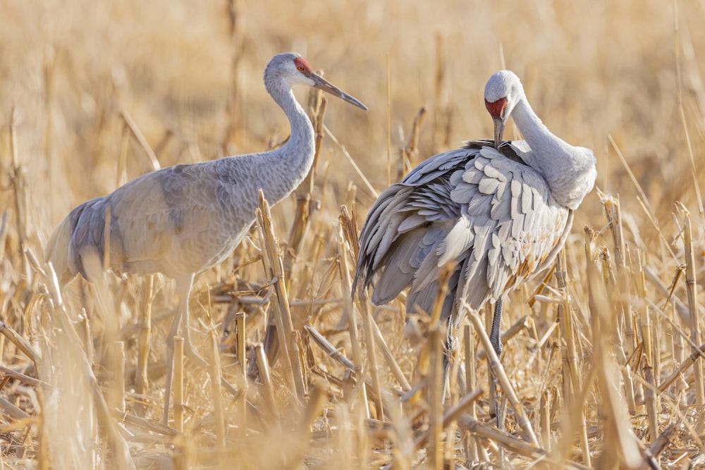 two white birds surrounded by brown wilted grass
