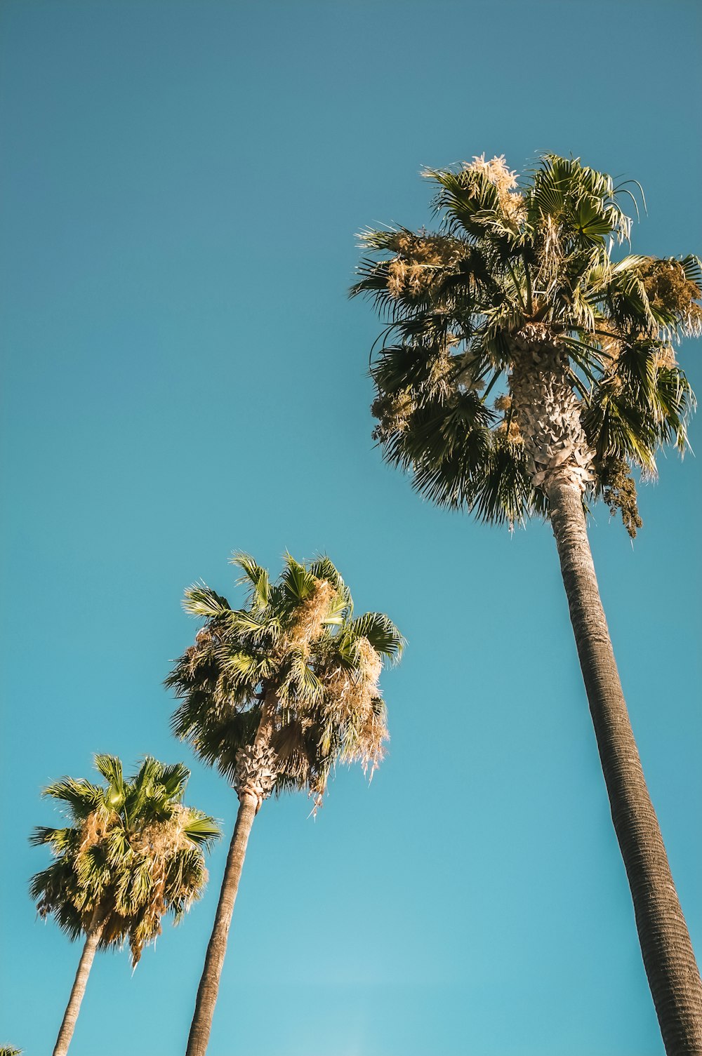 Photographie en contre-plongée d’arbres verts pendant la journée