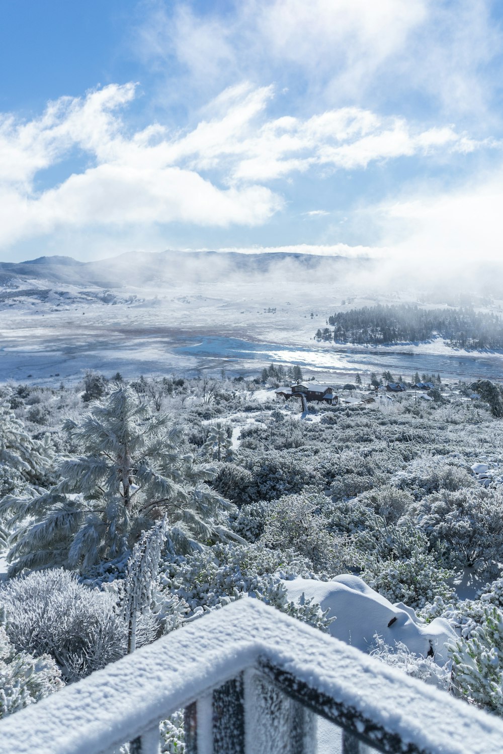 fotografia aérea de árvores cobertas de neve durante o dia