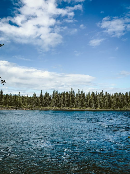 green trees beside body of water during daytime in Jukkasjärvi Sweden