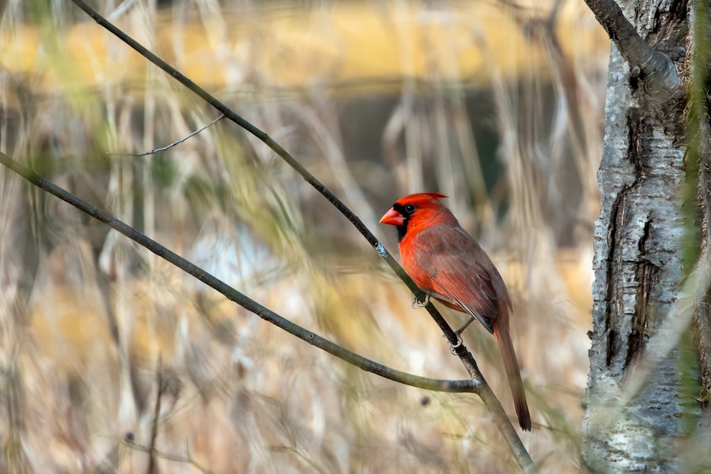 red cardinal bird perching on a twig
