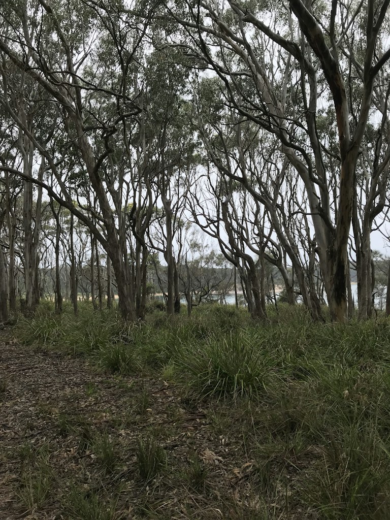 Agarwood Trees